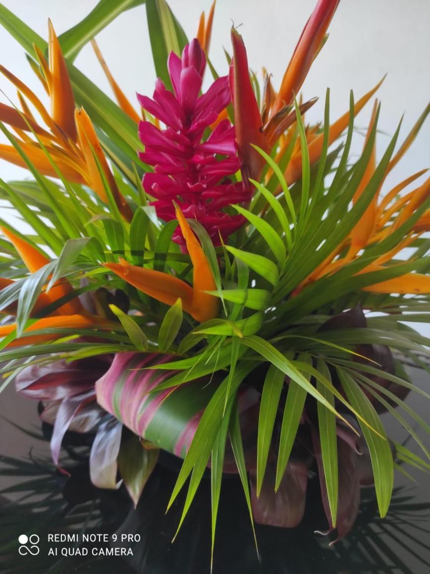 Espace Nature 97115 Sainte-Rose Bagian luar foto